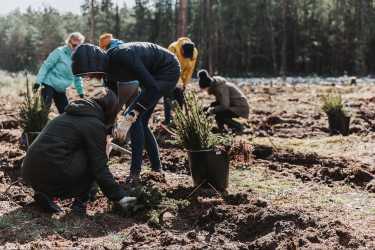 Plant a Tree Activity